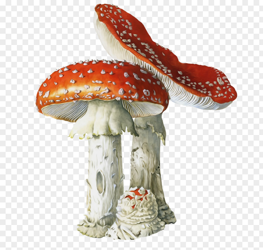 Mushroom Poisonous Fungus Amanita Muscaria Poisoning PNG