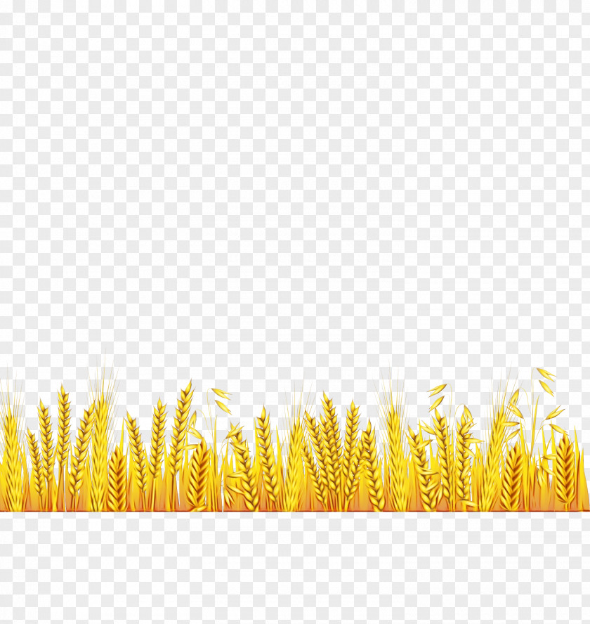 Plant Grass Yellow Family PNG