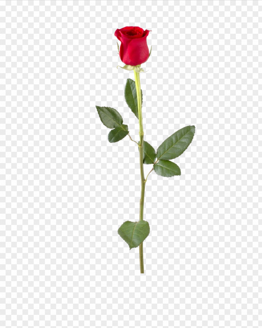 Rose Stock Photography Flower Plant Stem Clip Art PNG