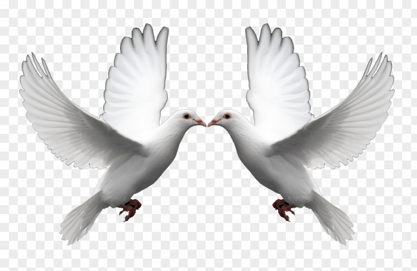 DOVES Domestic Pigeon Columbidae Doves As Symbols Release Dove Clip Art PNG