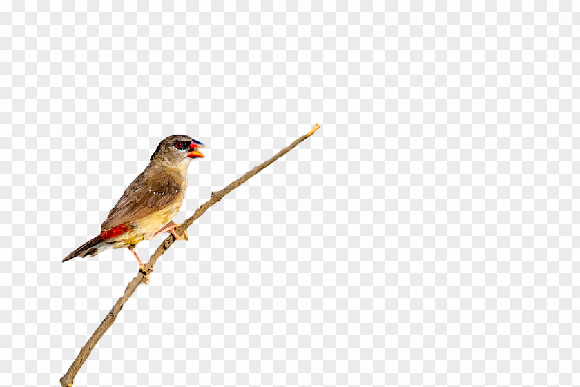 Feather PNG