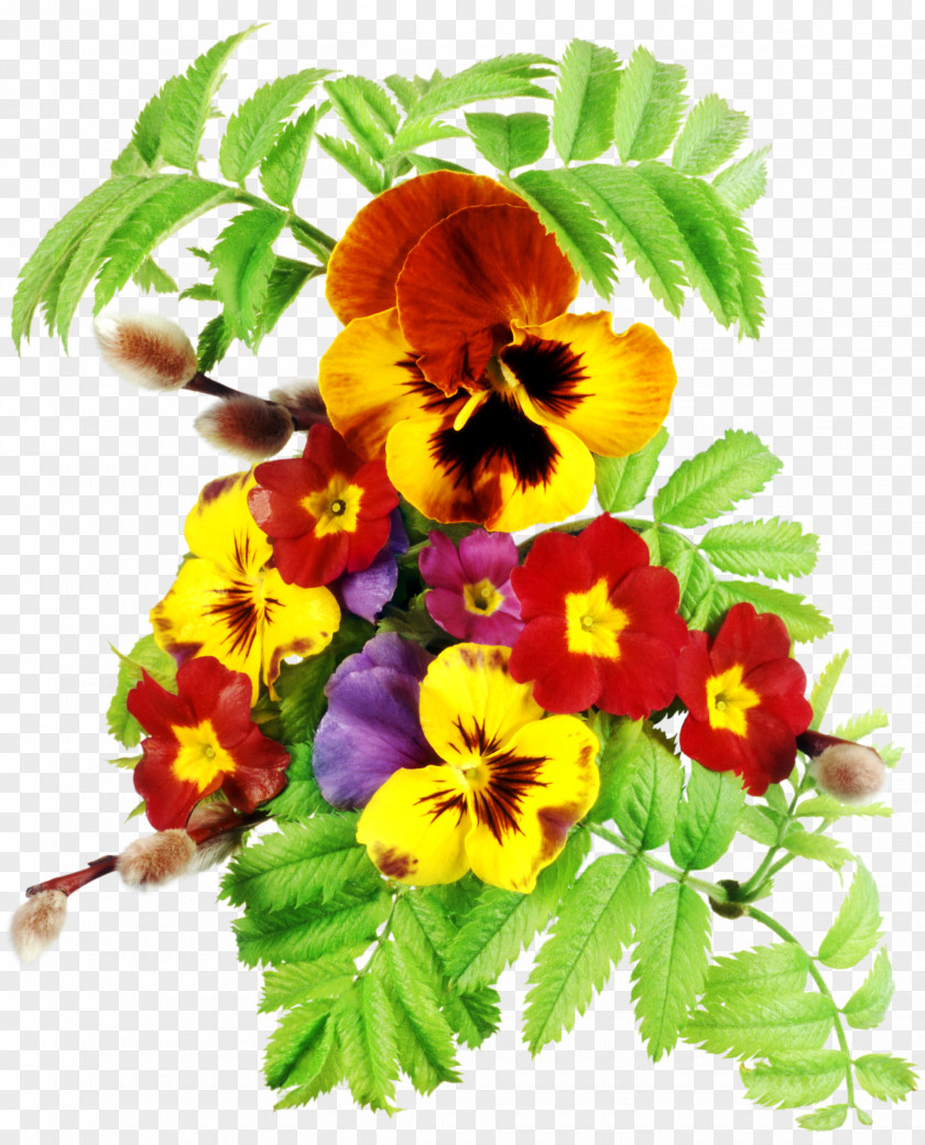 Flower Pansy Viola Clip Art PNG