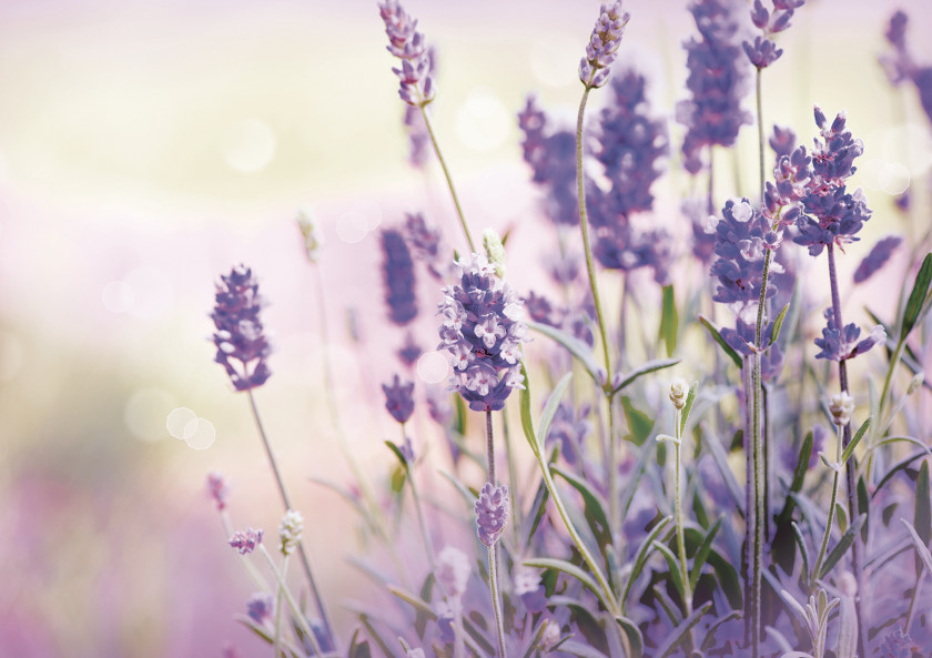 Lavender Oil Plateau De Valensole Flower Stock Photography PNG