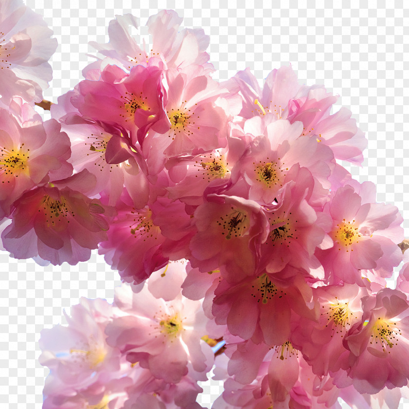 Pink Cherry Flower Blossom Cerasus Rose PNG