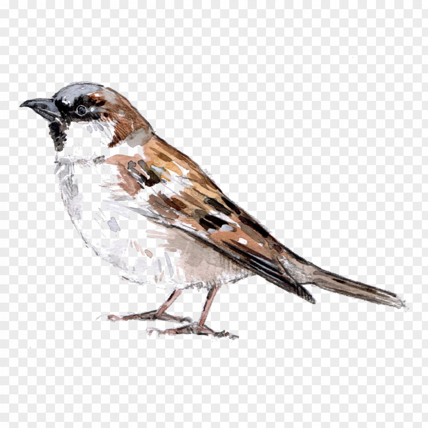 Sparrow House Bird Image American Sparrows PNG