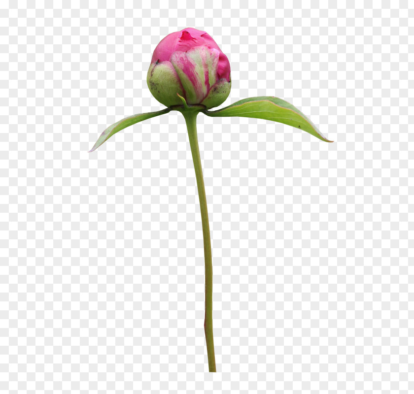 Peony Clip Art Computer File Adobe Photoshop Leaf PNG
