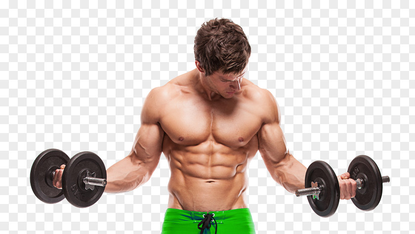 Ripped Arms Stock Photography Weight Training Exercise Muscle Bodybuilding PNG