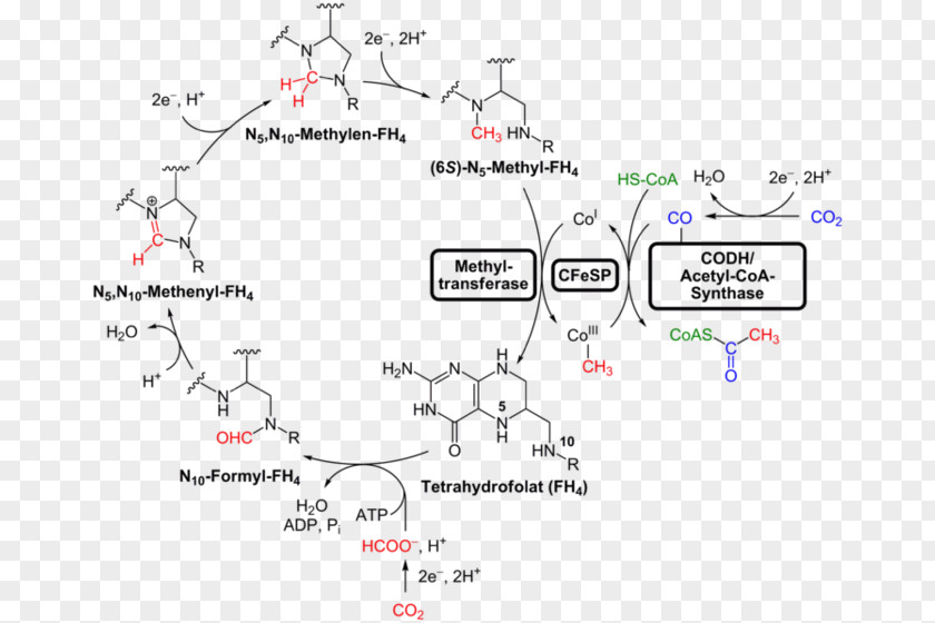 Wood–Ljungdahl Pathway Acetyl-CoA Last Universal Common Ancestor Coenzyme A Bacteria PNG