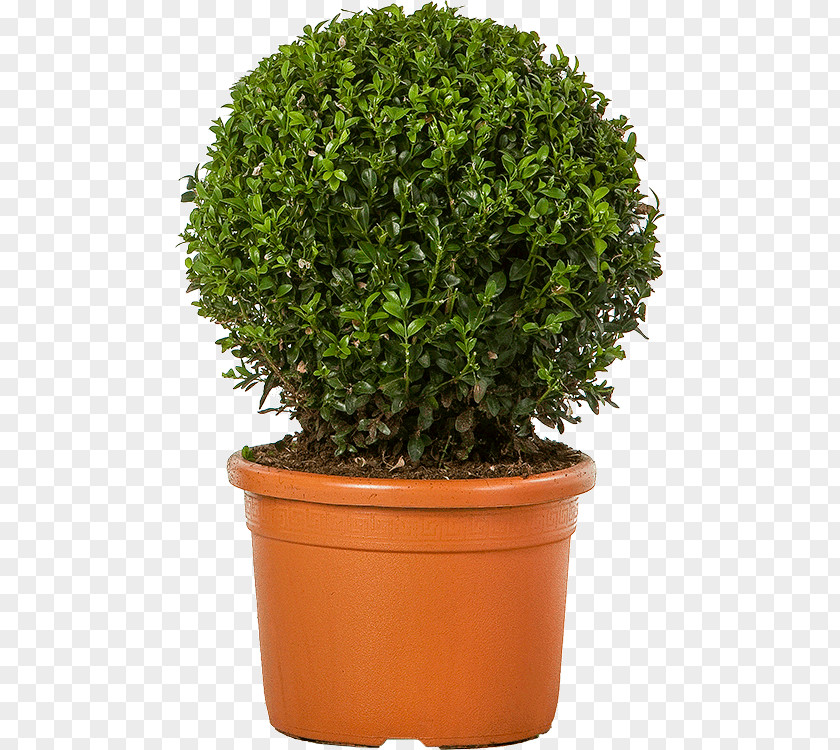 Boxwood Hedge Flowerpot Box Shrub Chinese Sweet Plum Tree PNG