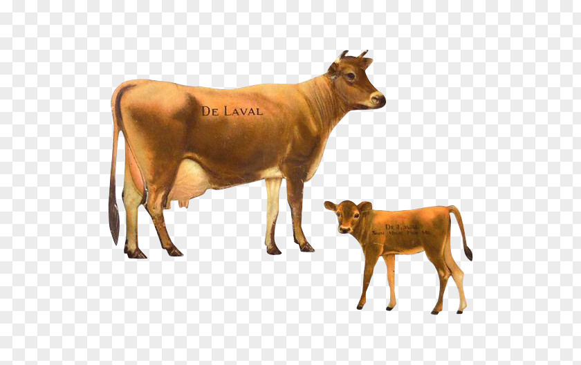 Cattle Jersey Calf DeLaval Dairy PNG