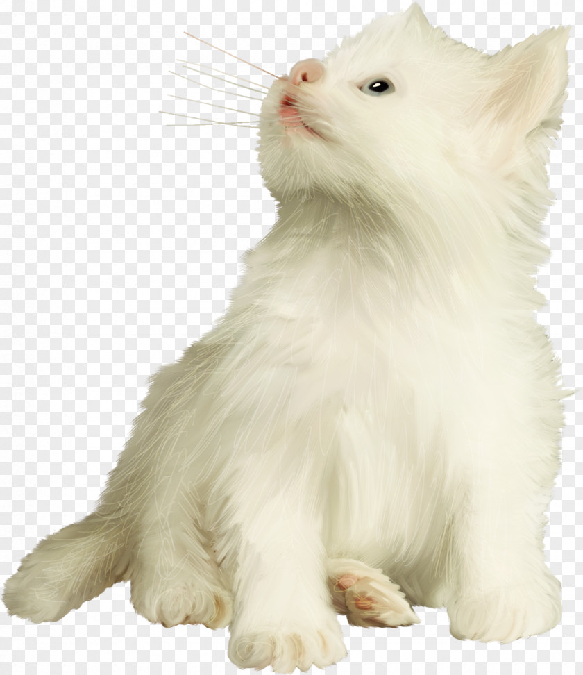 Kitten Turkish Van Angora Persian Cat Norwegian Forest Whiskers PNG