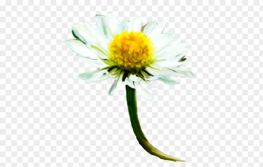 Common Daisy Download Clip Art PNG