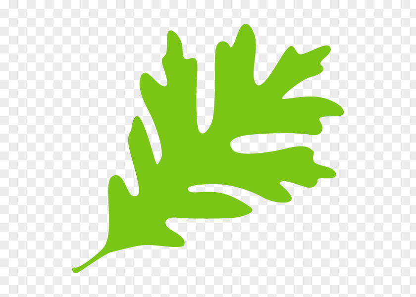 Leaf Illustration Clip Art Plants Tree PNG