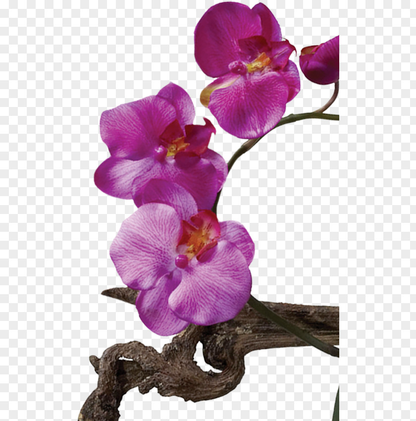 Leaf Moth Orchids Cut Flowers West Indian Jasmine Plant PNG