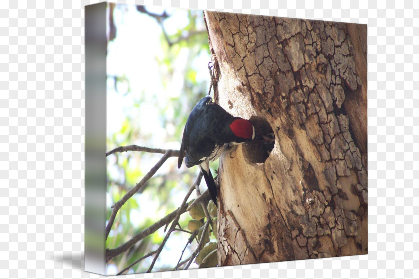 Sycamore Woodpecker Fauna Beak PNG