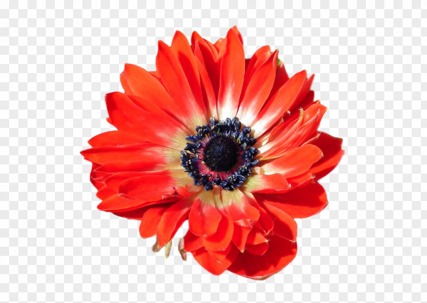 Transvaal Daisy Cut Flowers Anemone Petal 0jc PNG