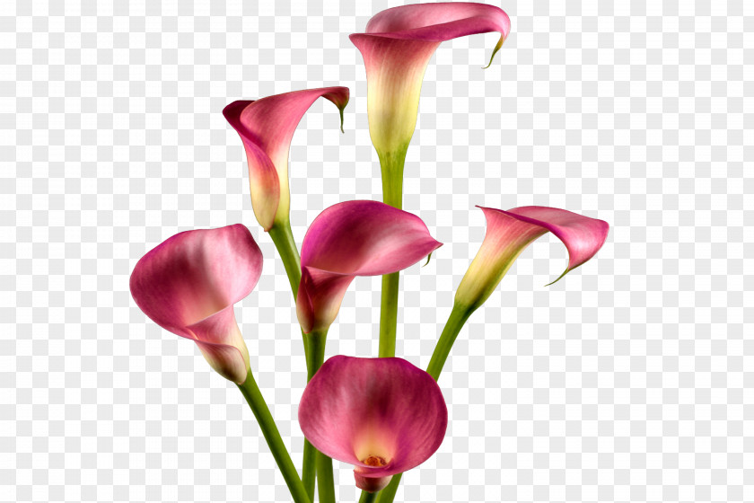 Callalily Arum-lily Lilium Flower Arum Lilies PNG