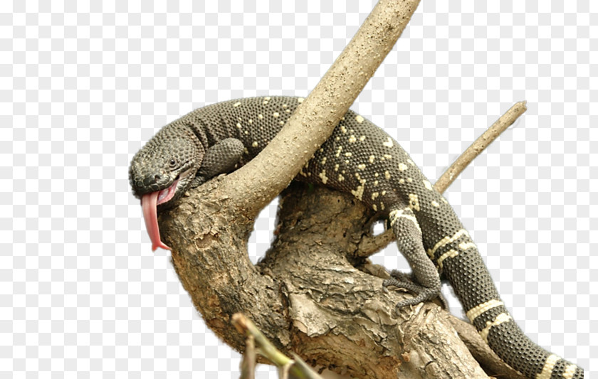 Lizard Reptile Snake Gila Monster Heloderma Horridum Charlesbogerti PNG