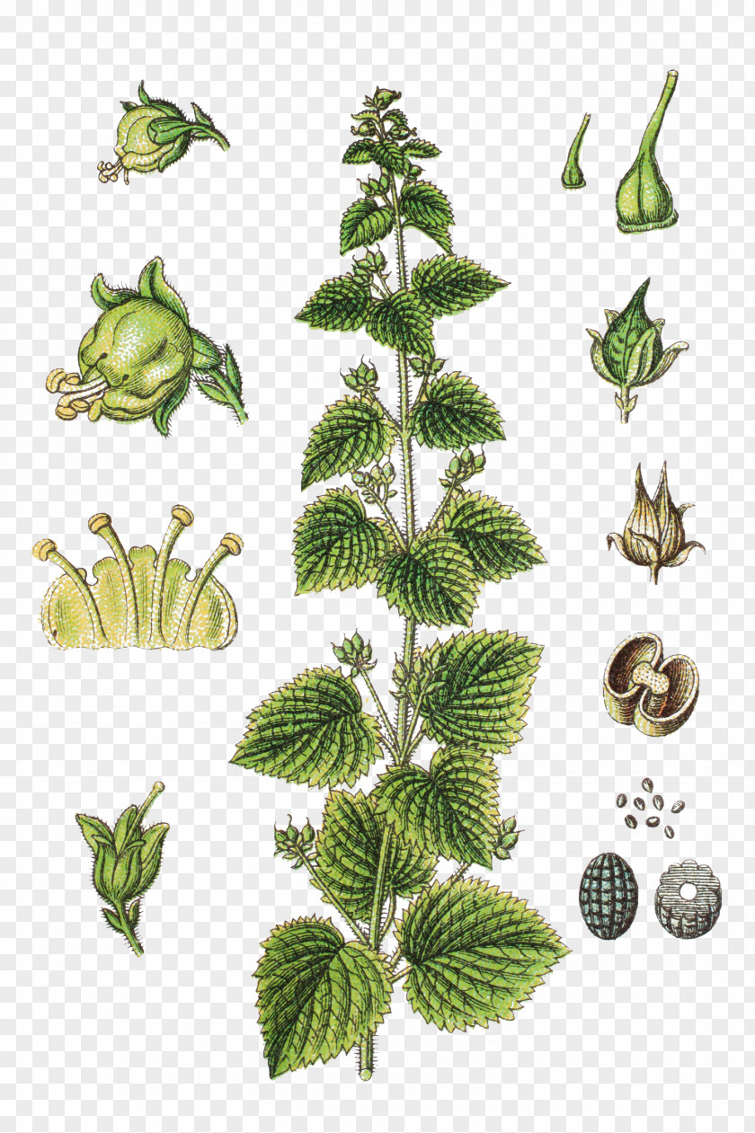 Scrophulariaceae Herbs Illustration Green Figwort Scrophularia Vernalis Carex Acuta Rhinanthus Angustifolius PNG