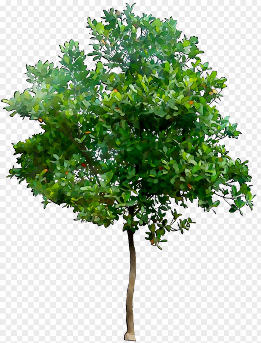 Tree Transparency Image Design PNG