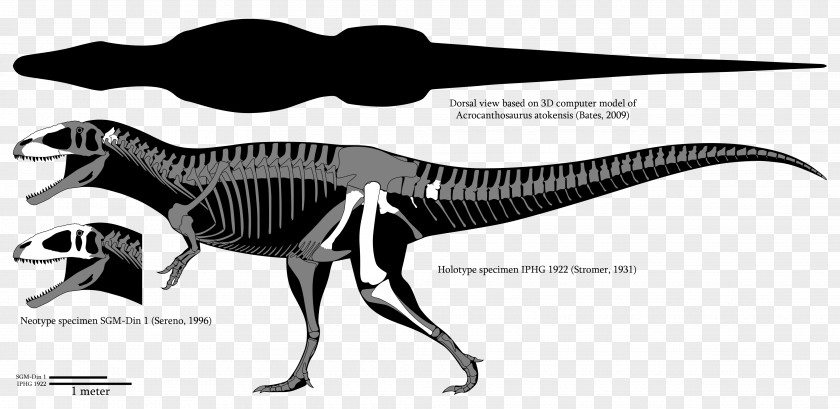 Dinosaur Carcharodontosaurus Mapusaurus Spinosaurus Giganotosaurus Acrocanthosaurus PNG