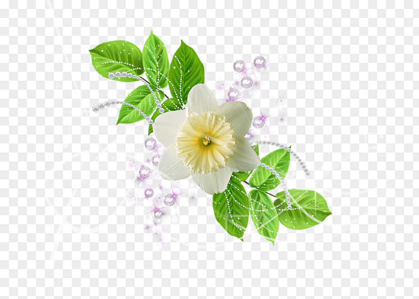 Flower Flowering Plant Red White Green PNG