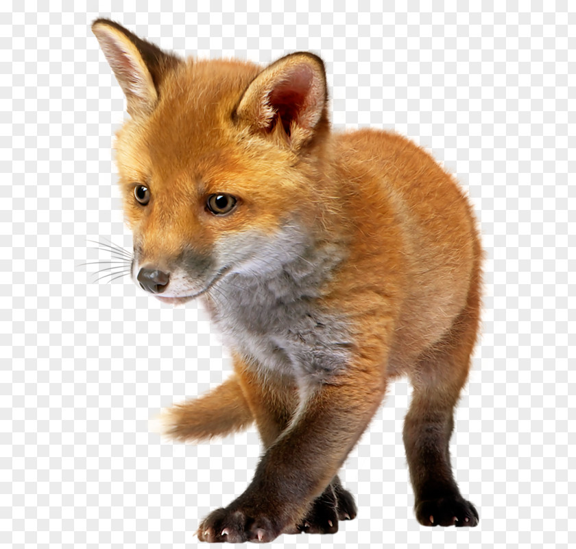 The Poor Fox Red Clip Art PNG