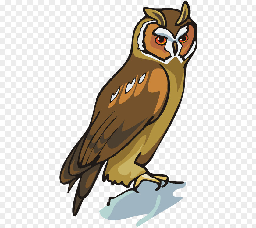 Flying Bisons Owl School Reading Comprehension Understanding PNG