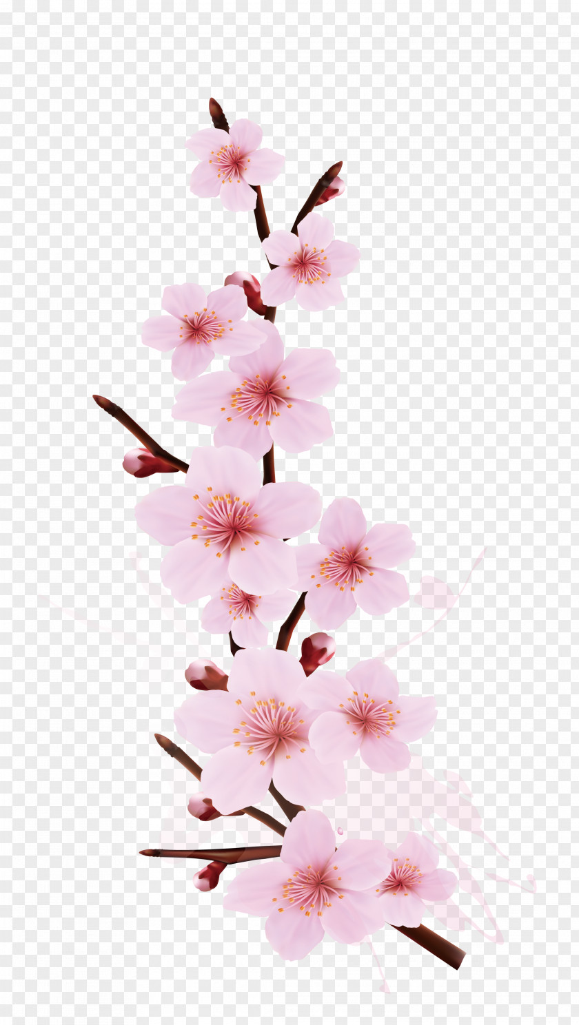 Smudge Splash Cherry Design Blossom Branch Tree PNG