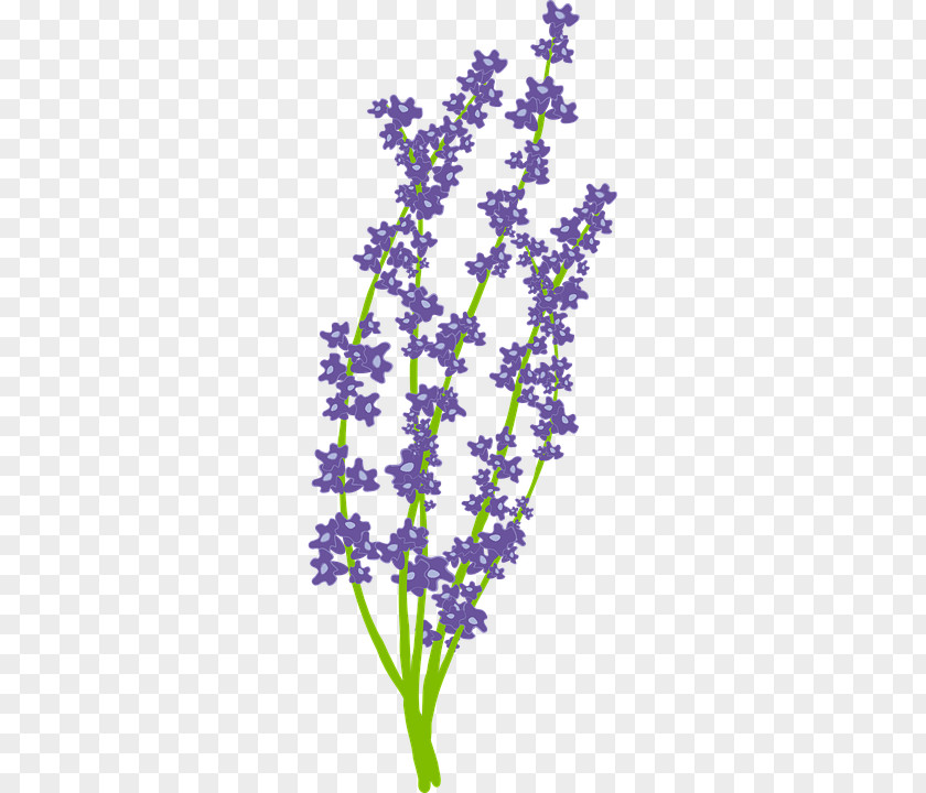 Lavender Drawing Clip Art Image Vector Graphics PNG
