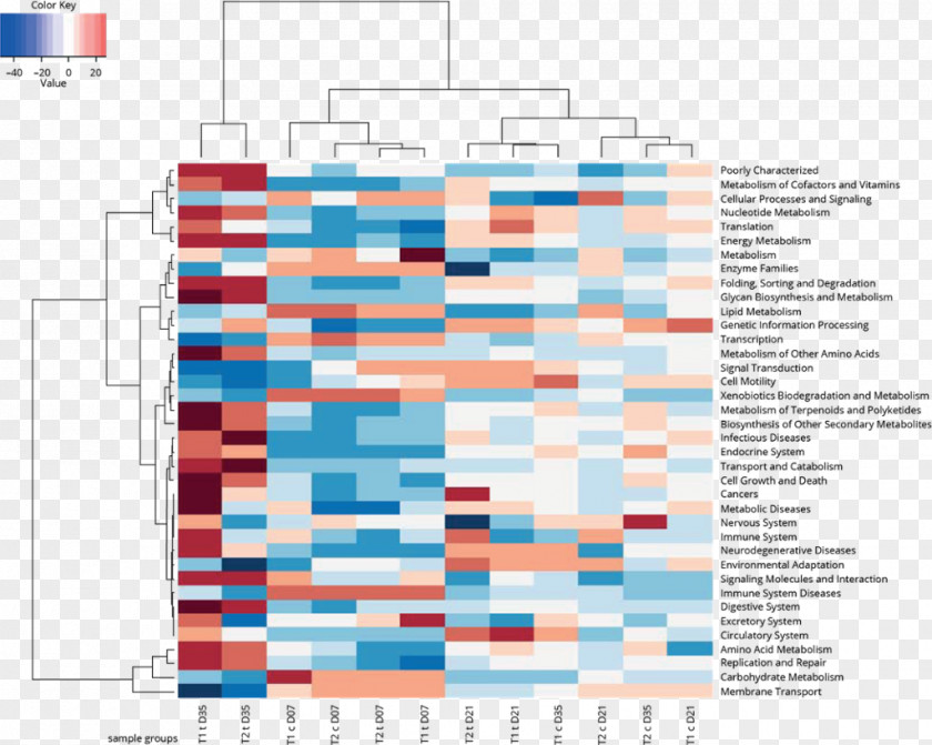 Pig Domestic Gut Flora Bacteria PNG