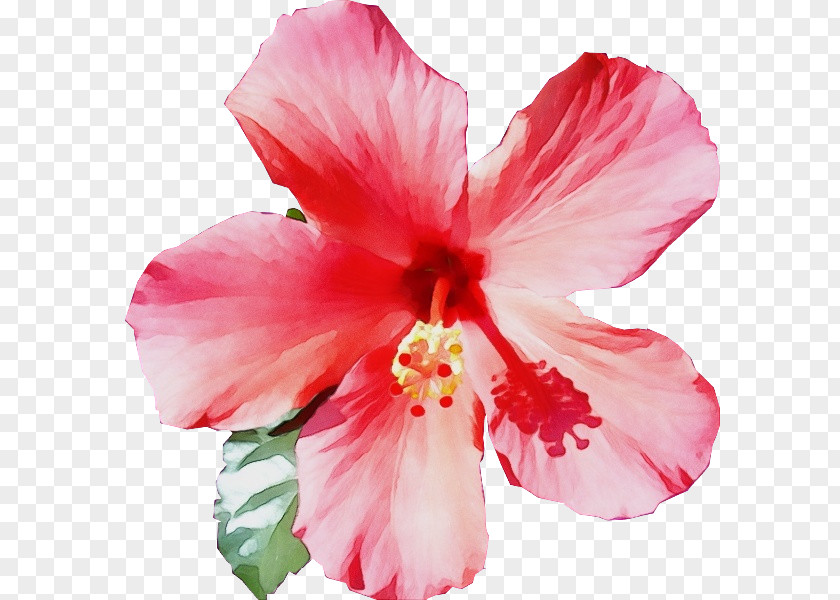 Plant Hawaiian Hibiscus Flower Flowering Petal Pink PNG