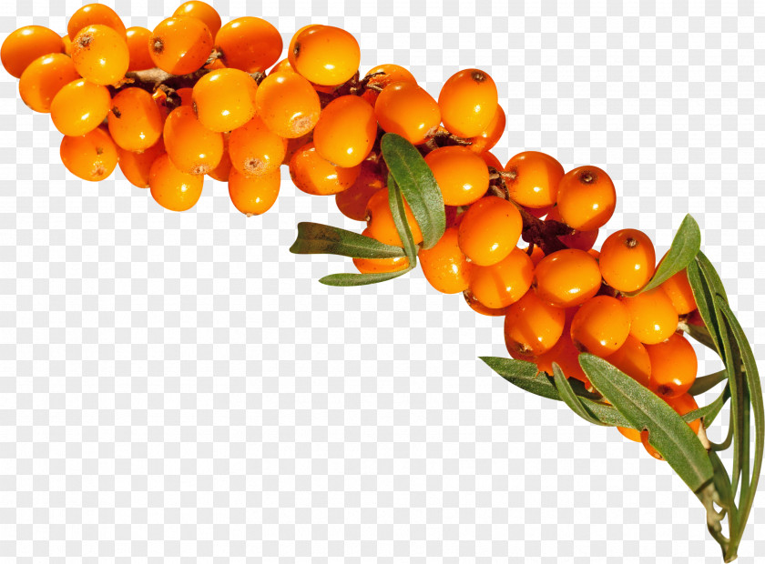 Sea Buckthorn Fruit Orange Vegetarian Cuisine Buckthorns PNG