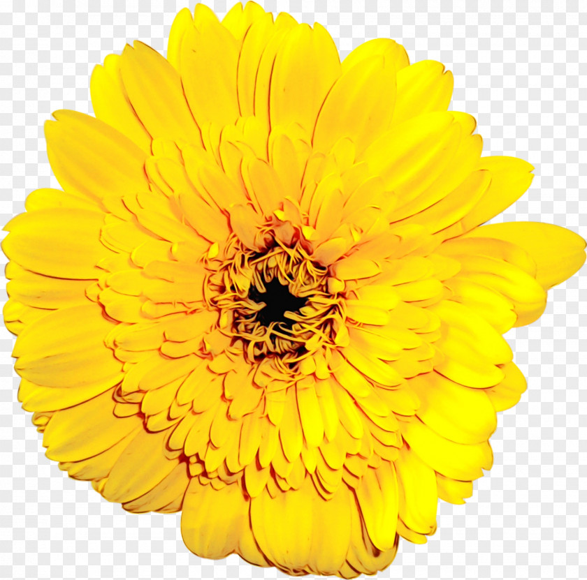 Sunflower Calendula PNG