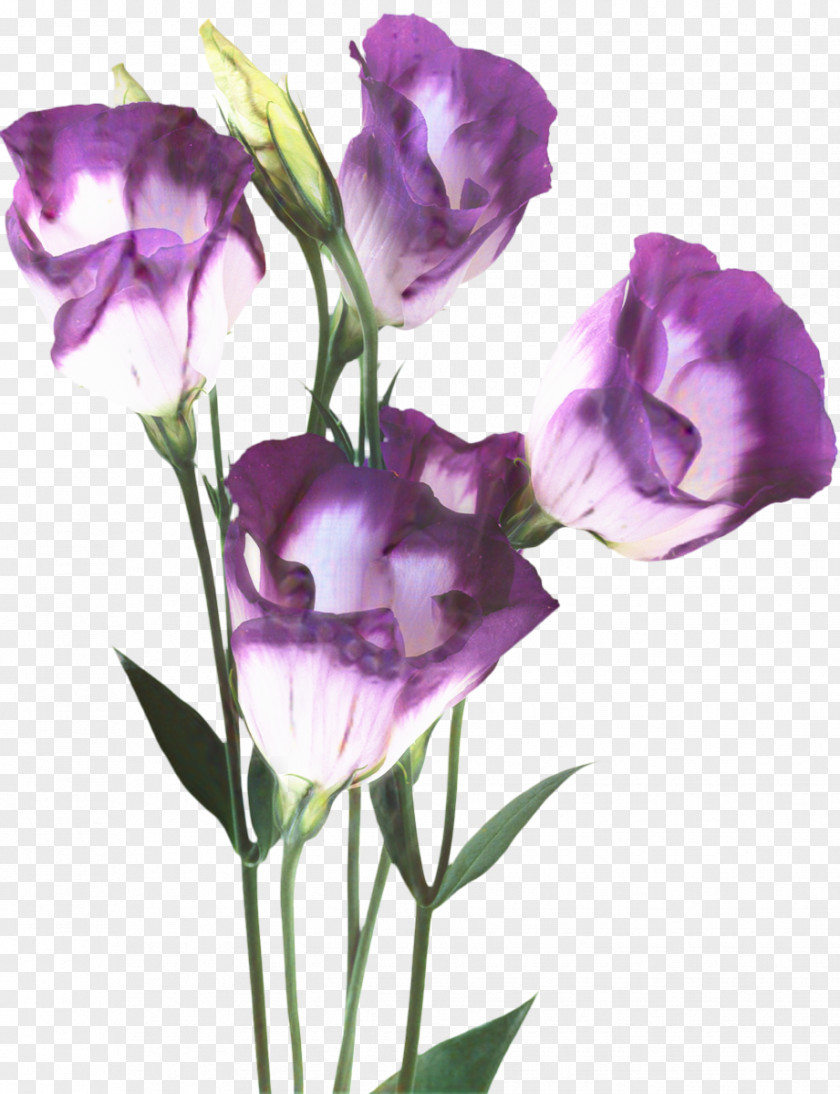 Watercolor Paint Iris Sweet Pea Flower PNG