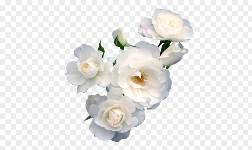 White Pear Flower Paper Rose Floristry Polyvore PNG