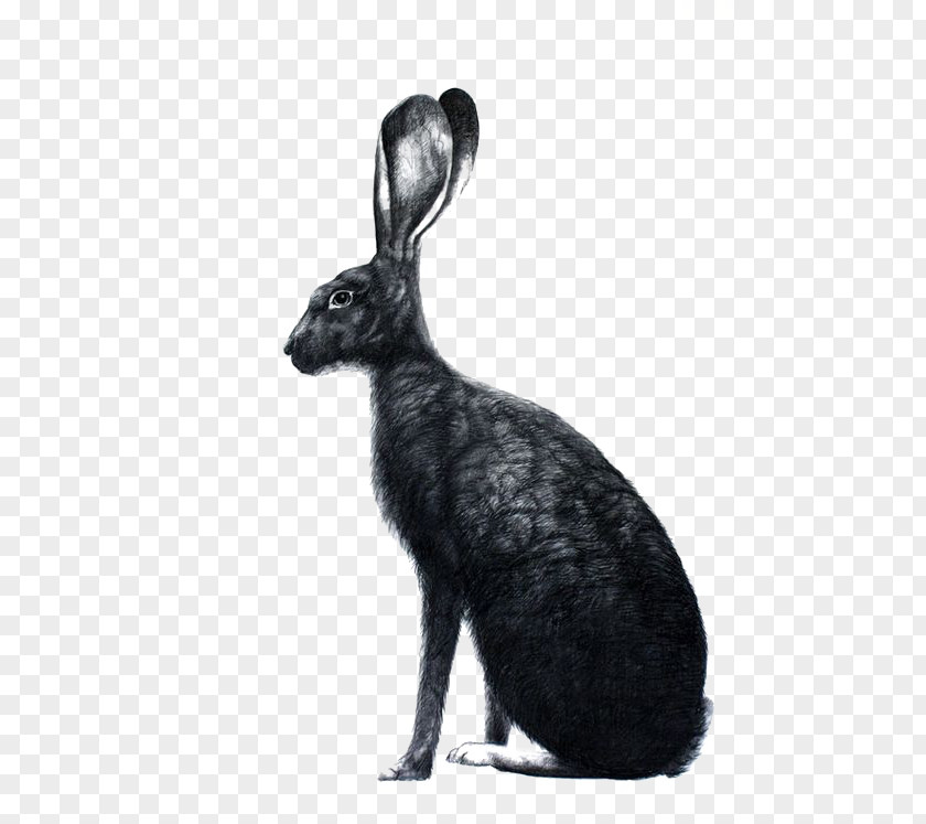 Black Rabbit Illustration Easter Bunny The Book Of Suicides March Hare Bunnies & Rabbits PNG