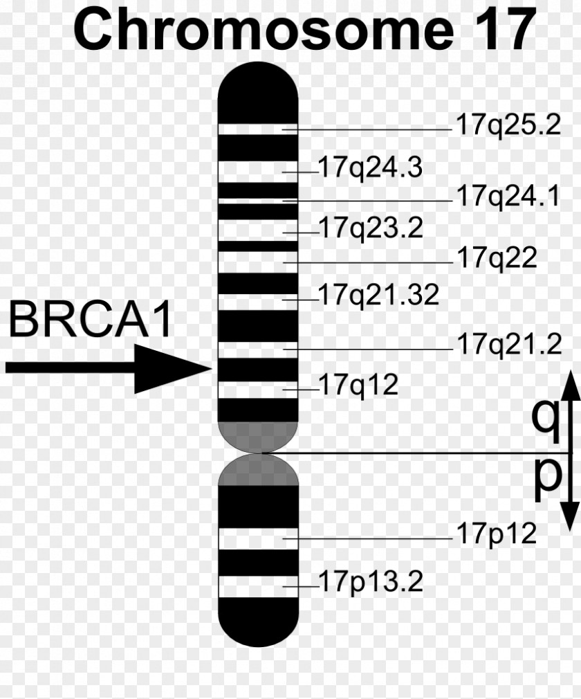 BRCA1 BRCA Mutation Gene BRCA2 PNG