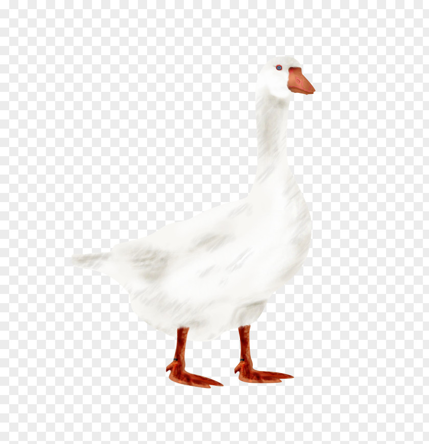 Goose Duck Fowl Fauna Feather PNG