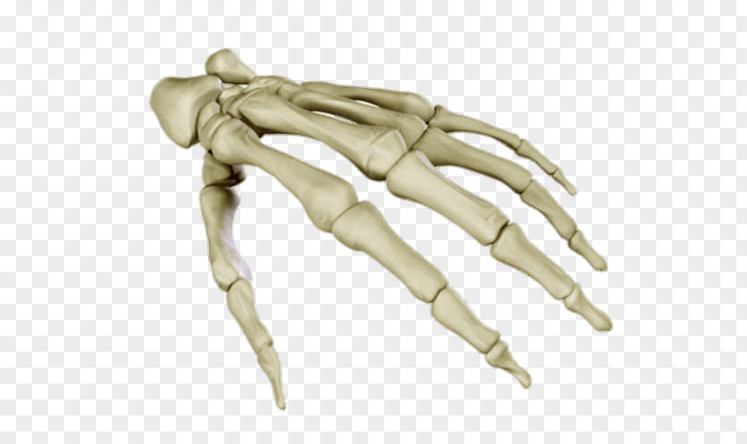 Hand Human Skeleton Anatomy Carpal Bones Body PNG
