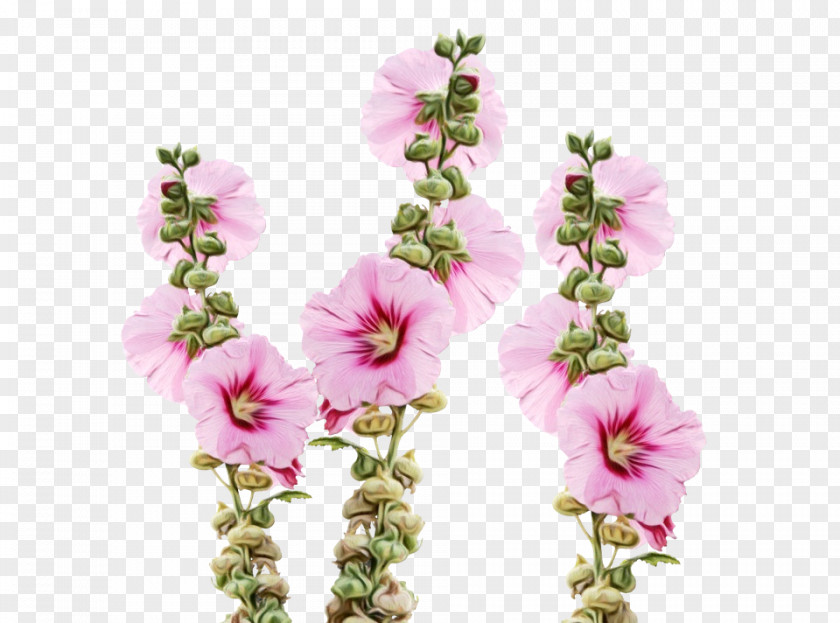 Pink Flowers Plant Stem Floral Design Rose PNG