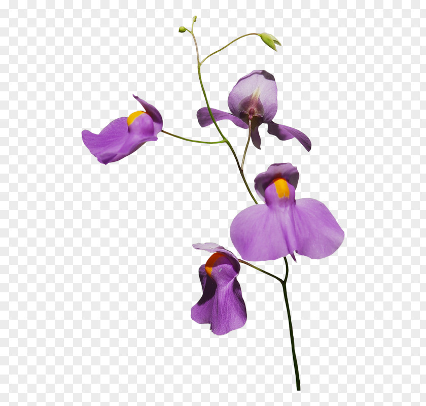 Purple Floral Ornamental Plants Orchids Flower Plant PNG