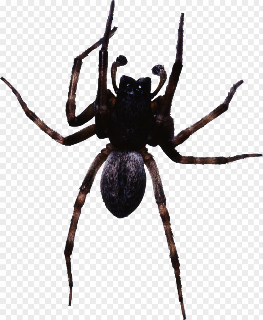 Spider Image Insect PNG