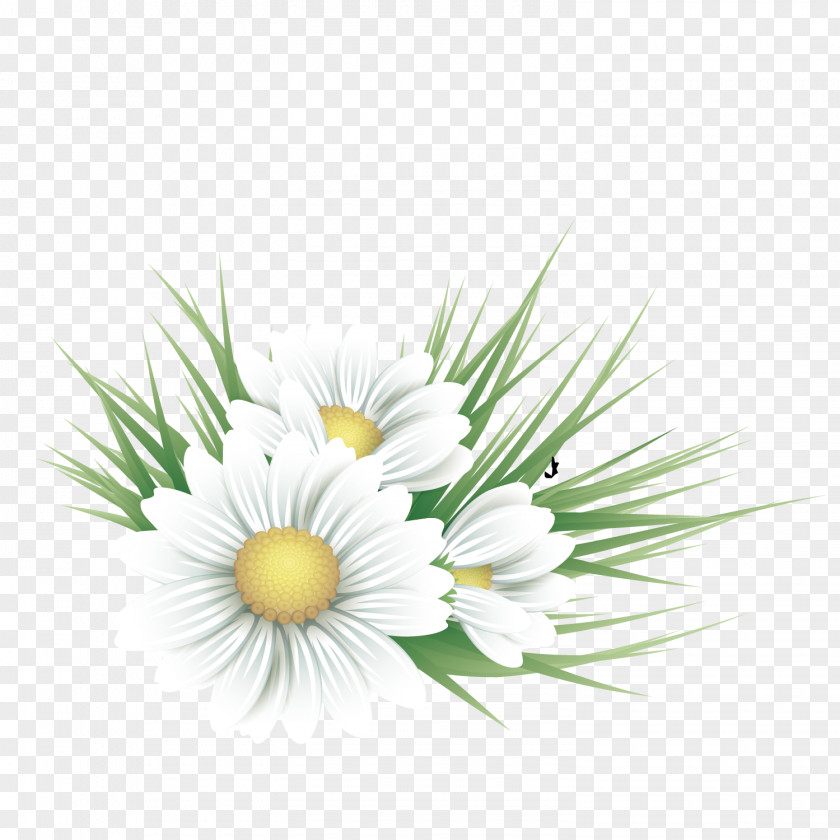 Vector White Floral Decoration Common Daisy Design Flower Illustration PNG