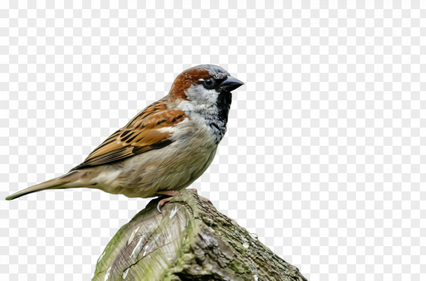 Bird House Sparrow Beak Finch PNG