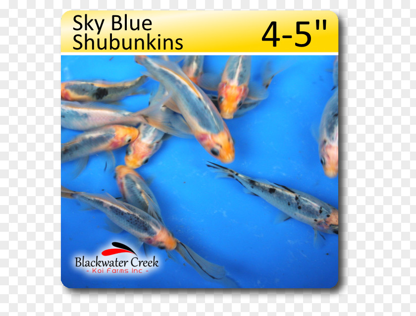 Fish Shubunkin Koi Sky Blue PNG