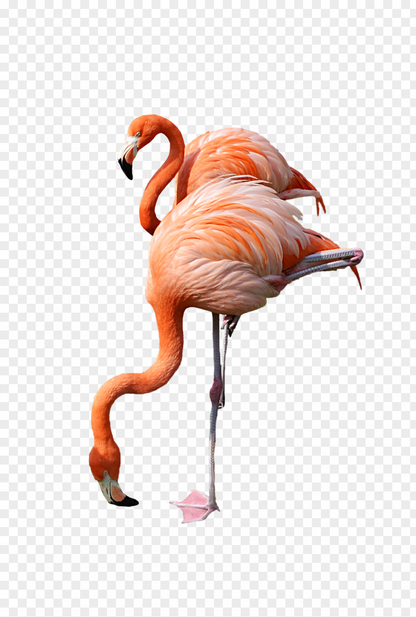 Flamingo Clip Art PNG
