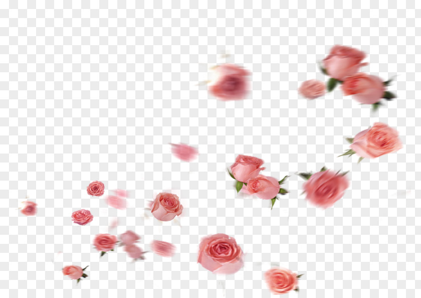 Flower Garden Roses Petal PNG