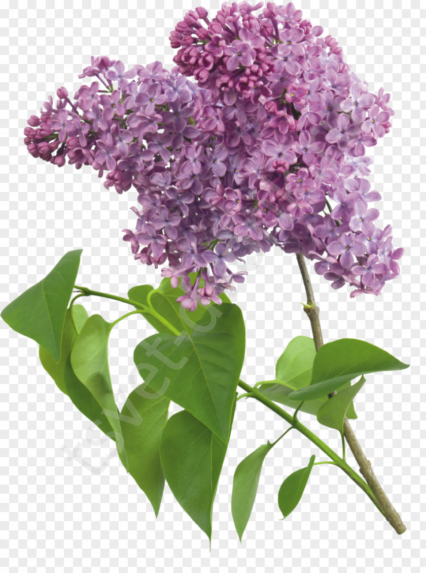 Syringa Badge Common Lilac Lavender Violet PNG