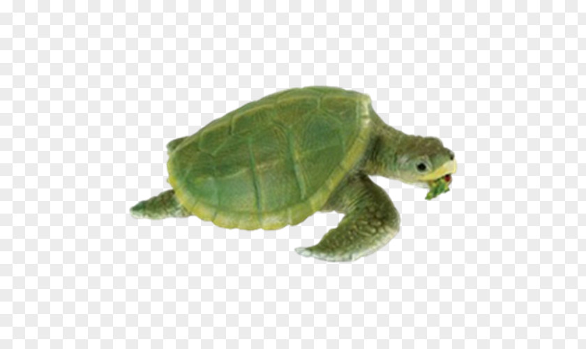 Turtle Kemp's Ridley Sea Safari Ltd Reptile PNG